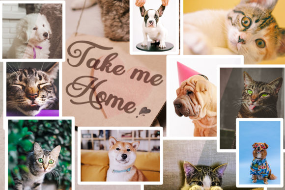 Enhance Your Campaigns with Pleine Lune Font